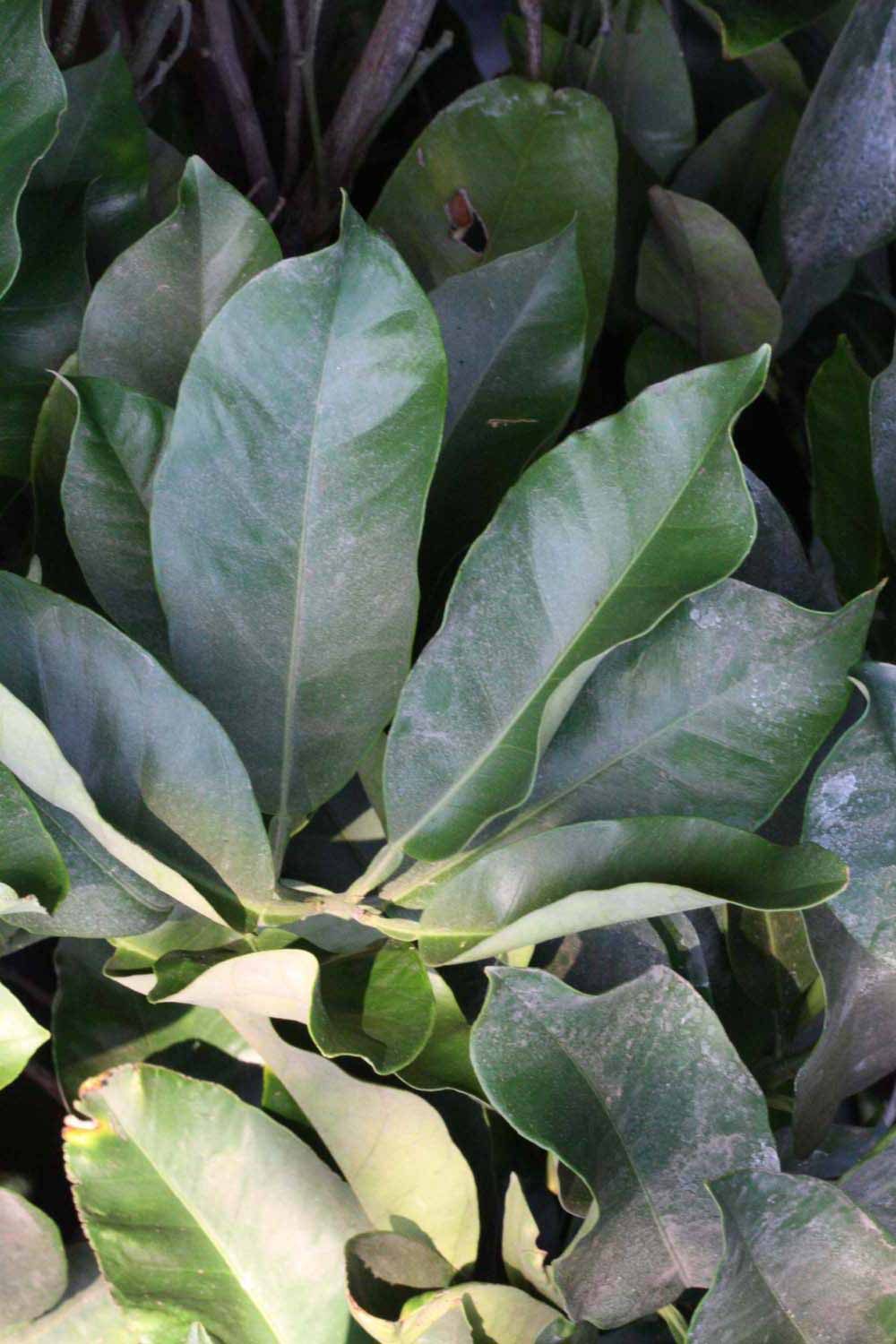             Shade leaves (Riverside, CA)       